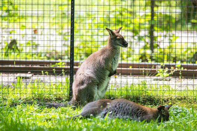 Cleveland Metroparks Zoo